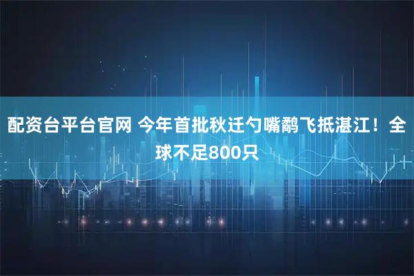 配资台平台官网 今年首批秋迁勺嘴鹬飞抵湛江！全球不足800只